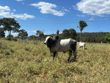 Fazenda  Venda